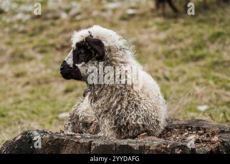 Curly-Haired Lamb Resting on a Log in a Scenic Meadow. Stock Photo