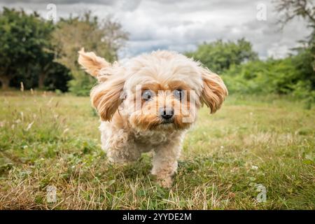 Cavachon dog on Ascot Racecourse in Berkshire Stock Photo