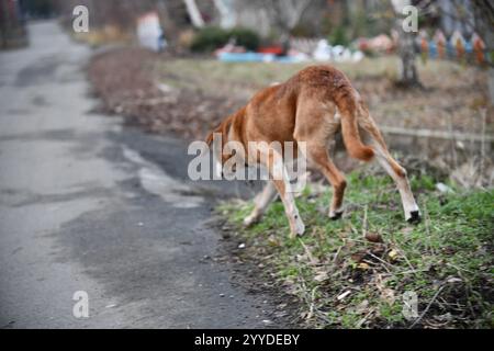 Mature white man walking dog on outdoor nature hill. Caucasianman in red down jacket walking with dog through nature hill. Middle aged Caucasian man t Stock Photo