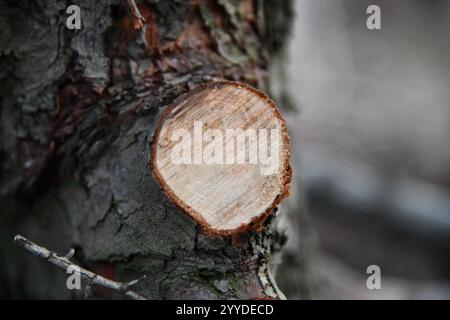 Cross section of tree trunk background. Old wood texture of tree rings. Cut slice of wooden stump. Textured surface with rings and cracks. Background Stock Photo