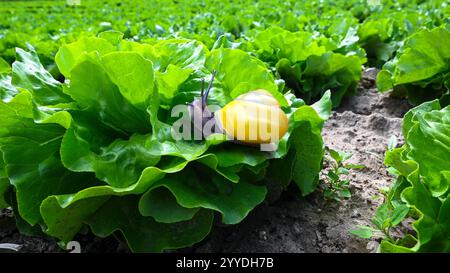 Green organic salad lettuce in the garden and slug snail eat it. Harvest green farming agriculture plantage with snail plague. Stock Photo