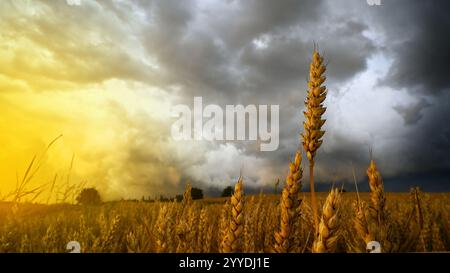 Bad weather over a wheat field with ears of wheat in summer during a thunderstorm and sunset over an agricultural field. Stock Photo