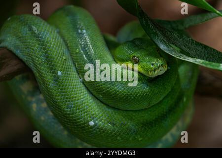 Ein Grüner Baumpython Morelia viridis im Alfred-Brehm-Haus im Tierpark ...