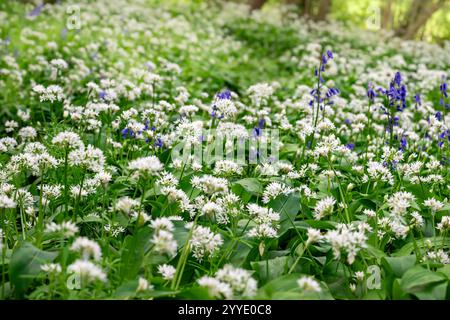 Wild Garlic Flowers growing on hillside near Priors Wood, Portbury, Bristol, UK, in Spring with bluebells amongst them Stock Photo