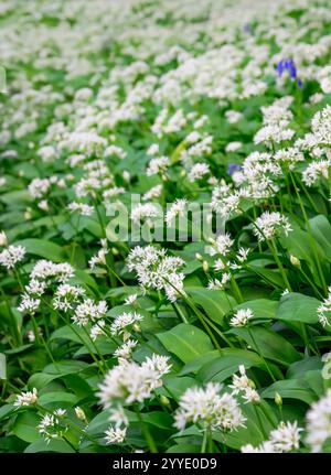 Flowering Wild Garlic plants growing on hillside near Priors Wood, Portbury, Bristol, UK, in Spring with a couple of bluebells amongst them Stock Photo