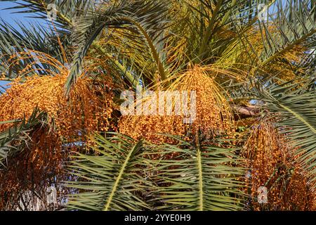 Bunches of dates ripening on a canary island date palm tree, phoenix canariensis, also known as the pineapple palm Stock Photo