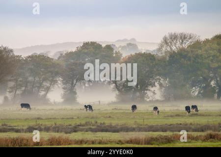 Cows Grazing on the Somerset levels near Westhay on a misty morning at dawn Stock Photo