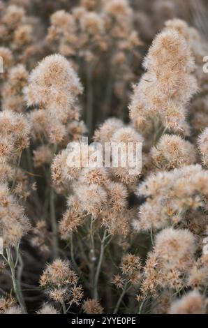 Fluffy dried plants near Mono Lake in California. Concept of nature, texture, and organic beauty in Californian landscape. Stock Photo