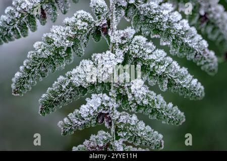 Ice crystals on fern leaves after heavy frost in Stockhill woods, Priddy, Somerset, UK Stock Photo