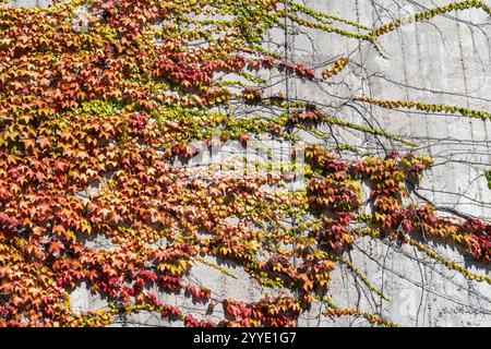 Colorful Wild Vines Covering a Concrete Wall in Autumn Stock Photo