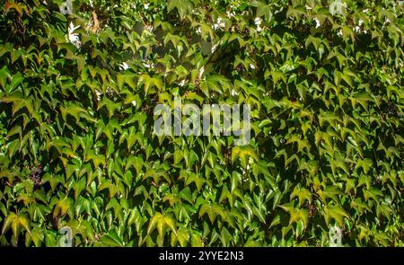 Green wall in wild climbing grapes leaves, Boston ivy. Nature background in bright green colors. Parthenocissus Tricuspidata commonly known as Boston Stock Photo