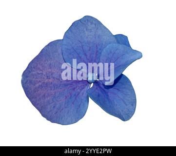 Single Blue Hydrangea flower isolated on white. High magnification. Single Blue Hydrangea Flower Isolated on White Background with clipping mask. Stock Photo
