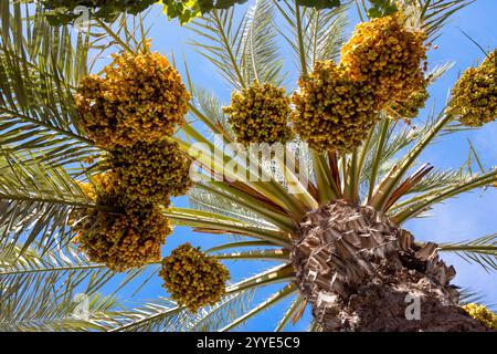 Clusters of dates hanging on a palm tree, viewed from below Stock Photo