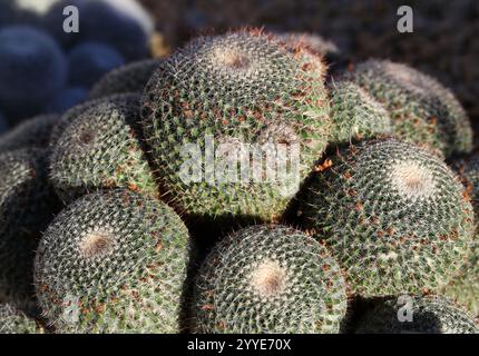 Cactus, Mammillaria varieaculeata, Cactaceae. Central Mexico. The native range of this species is Mexico (Puebla). It is a succulent subshrub. Stock Photo