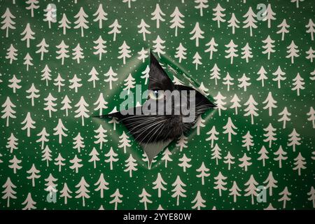 A black and white cat peeking through a hole in bright green wrapping paper decorated with white Christmas trees. Stock Photo