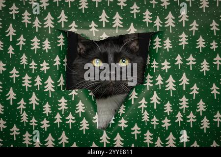 A black and white cat peeking through a hole in bright green wrapping paper decorated with white Christmas trees. Stock Photo