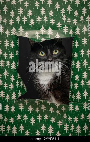 A black and white cat peeking through a hole in bright green wrapping paper decorated with white Christmas trees. Stock Photo
