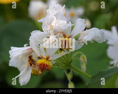 Cape Stock-Rose, African Hemp or African Linden, Sparrmannia africana, Tiliaceae. (Malvaceae). Tsitsikamma, South Africa. Stock Photo