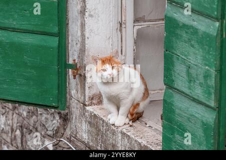 Orange and white cat resting on window sill of old building with green shutters Stock Photo