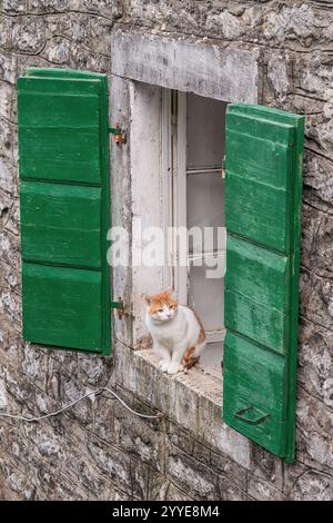 Orange and white cat resting on window sill of old building with green shutters Stock Photo