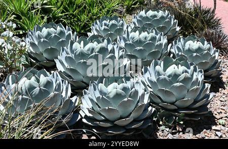 Artichoke Agave cactus - Agave parryi var truncata - blue grey succulent Stock Photo