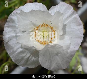 White Iceland poppy flower - Icelandic poppy - Corn poppy - Bridal Silk - Papaver nudicaule Stock Photo
