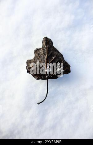 dry dead leaf laying on the white snow Stock Photo