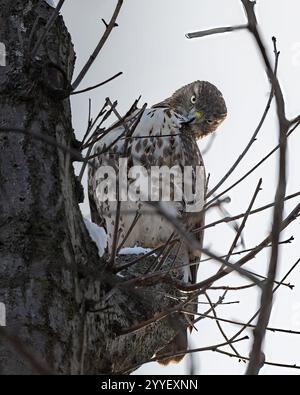 Red-tailed Hawk Looking at Photographer from High Perch in Tree Stock Photo