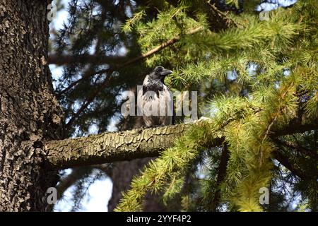A hooded crow standing on a branch of a coniferous tree. Stock Photo