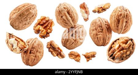 Set of whole walnuts, walnut kernel and cracked walnut isolated on white background. Stock Photo