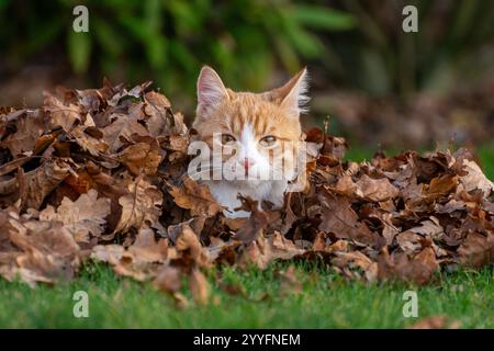 Ginger cat playing in a pile of leaves Stock Photo