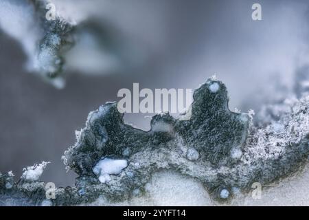 microphotography of penicillium roqueforti blue french cheese "saint Agur". Extreme close-up Stock Photo