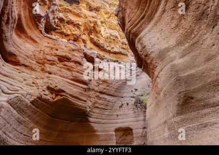 A narrow, rocky tunnel with a small plant growing in it. The tunnel is dark and narrow, with a small opening at the end. The plant is the only source Stock Photo