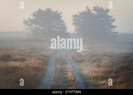 Light haze or morning fog. Sun shines through the trees on a moorland. Sunny magical landscape in the rays of the rising sun in the morning time. Stock Photo
