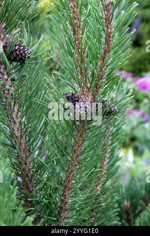 A tree with green leaves and brown tips Stock Photo