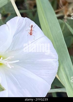 Toothed Big-headed Ant (Pheidole dentata) Stock Photo
