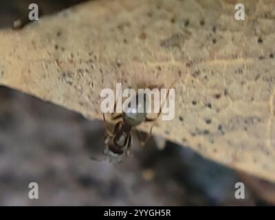 Odorous House Ant (Tapinoma sessile) Stock Photo