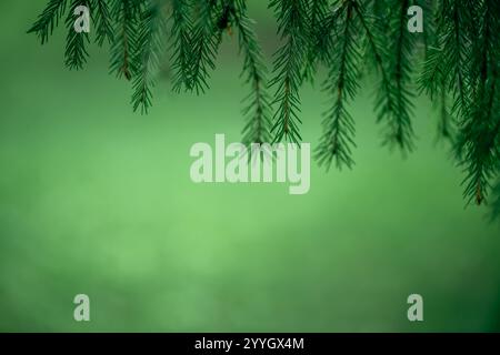 natural background, Hanging down, fresh green fir branches create a tranquil and serene atmosphere against a softly blurred green background, embodyin Stock Photo