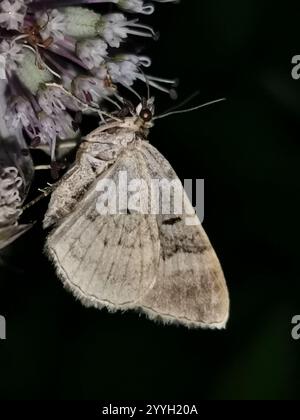 Large Twin-spot Carpet (Xanthorhoe quadrifasiata) Stock Photo