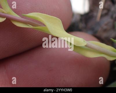 drummond's rockcress (Boechera stricta Stock Photo - Alamy