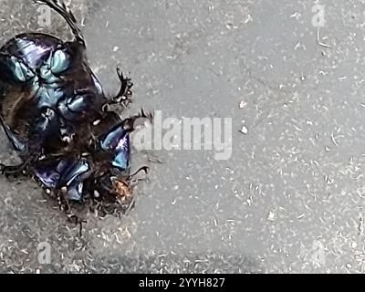 Common Dor Beetle (Geotrupes stercorarius) Stock Photo