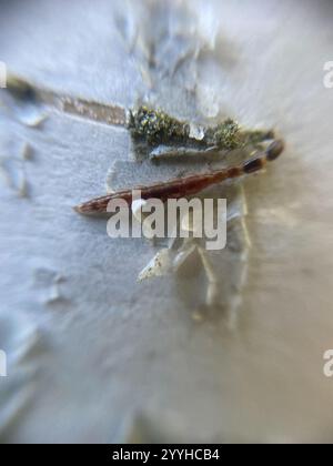 Raphidiid Snakeflies (Raphidiidae Stock Photo - Alamy