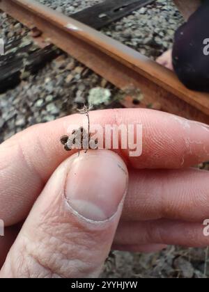 Slender Hare's-ear (Bupleurum tenuissimum) Stock Photo