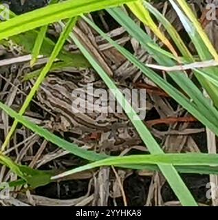 Boreal Chorus Frog (Pseudacris maculata) Stock Photo