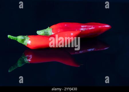 Two freshly harvested red chili peppers , showcasing their rich color and textures against a glossy black background, emphasizing their freshness and Stock Photo