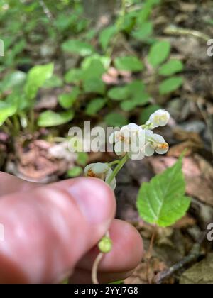 shinleaf (Pyrola elliptica Stock Photo - Alamy