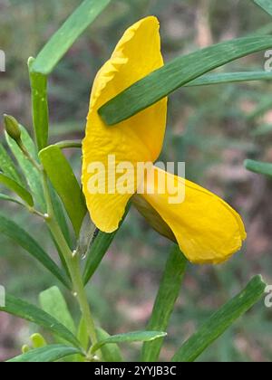 Golden Glory Pea (Gompholobium latifolium) Stock Photo