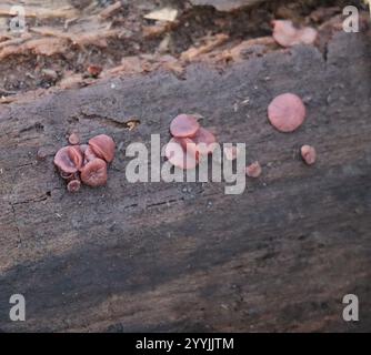 purple Jellydisc-fungus on damp Wood Stock Photo