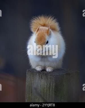 White squirrel (leucistic red squirrel) sitting on a post on a cold winter morning in Canada Stock Photo