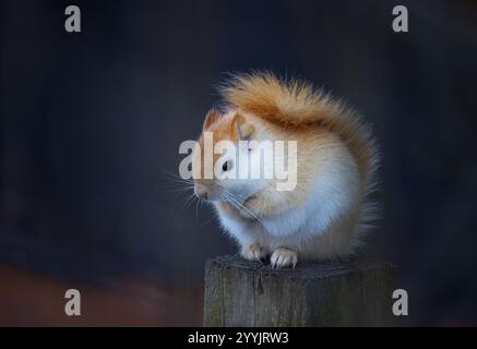 White squirrel (leucistic red squirrel) sitting on a post on a cold winter morning in Canada Stock Photo